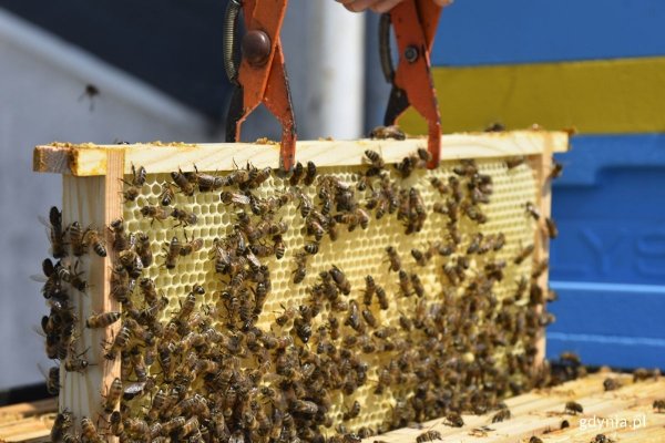 Rekordowy sezon gdyńskich pszczół