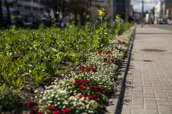 Kolorowy zawrót głowy