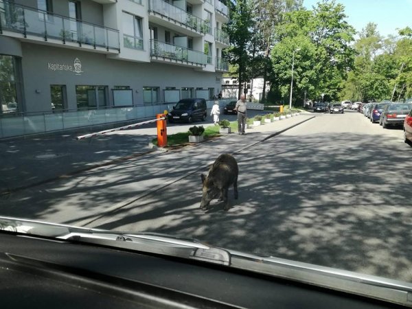 Dzik w wielkim mieście