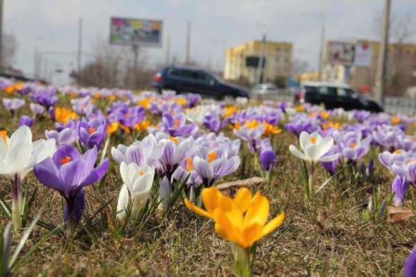 Rusza konkurs „Gdynia kwitnie”