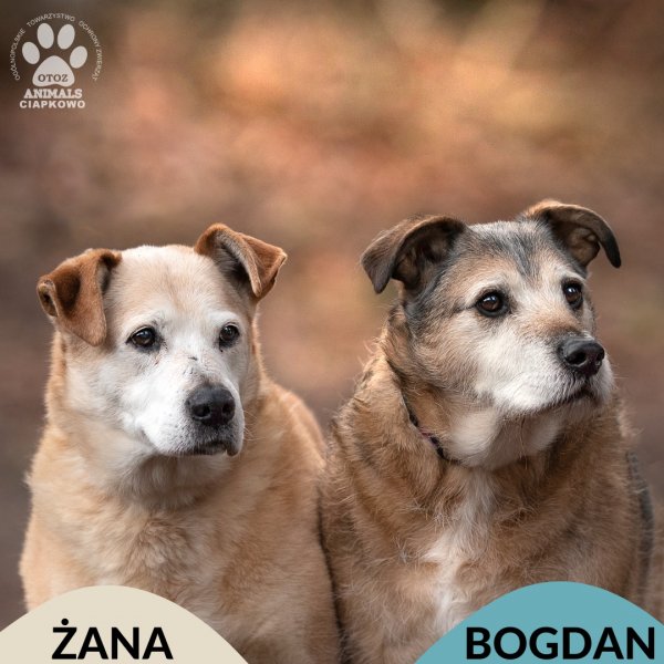 Bogdan i Żara, nierozłączni psi seniorzy, szukają dobrego domu