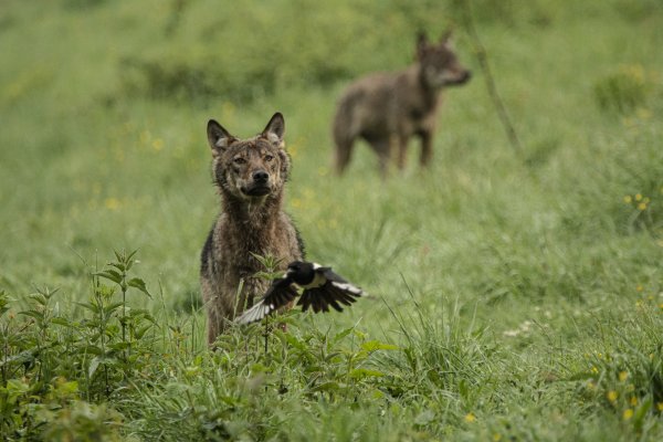 „Sierść i pióra”  - wystawa fotografii Mariusza Zarzyckiego