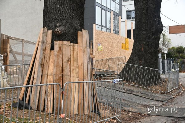 Dęby przy ul. Kostki-Napierskiego są bezpieczne