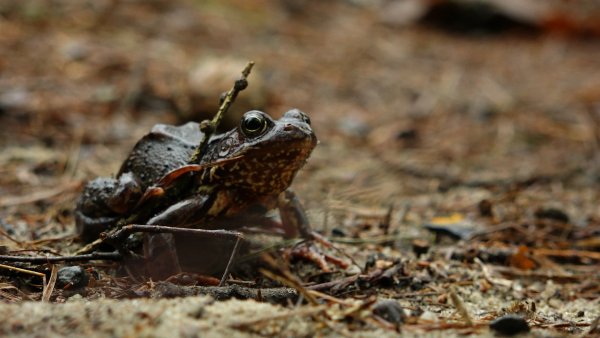 Daj przejść żabie! Ekopatrol apeluje