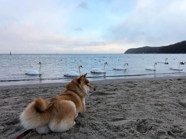 Gdzie na plażę z psem w sezonie?