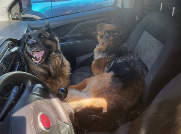 Policjanci przerwali gehennę owczarków 