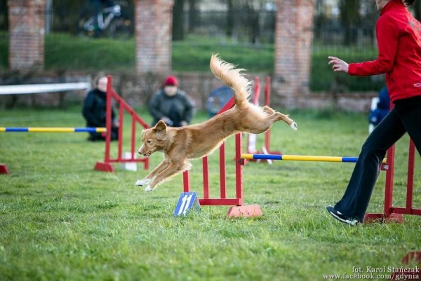 Latające psy w Gdyni