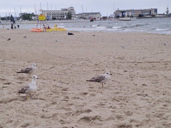 Raport z plaż. Dziś pogoda nie zachęca do opalania, ale nad morzem atrakcji nie brakuje 