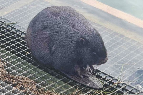 Bóbr na plaży. Interwencja Ekopatrolu Straży Miejskiej