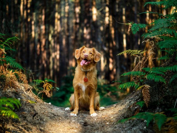 Pies w wielkim lesie