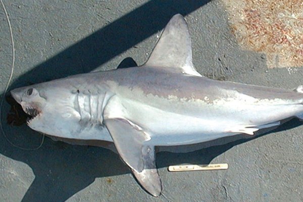 Uwaga, rekin w Bałtyku!