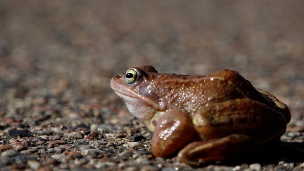 Chodzisz, jedziesz – rób to uważnie! Daj szansę żabom! 