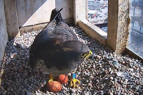 Nowa para gdyńskich sokołów ma pierwsze w sezonie jaja (fot. zrzut ekranu WebCam - Gdynia PGE EC)