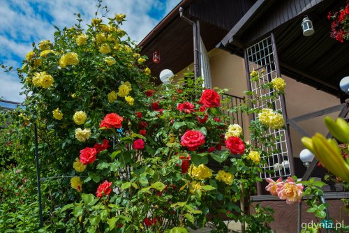 Gdynia po raz kolejny wesprze Rodzinne Ogrody Działkowe. (fot. Paweł Kukla/archiwalne)