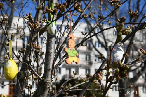 W Gdyni nieśmiało zadomowiała się wisona (fot. Adrianna Jaskółka)