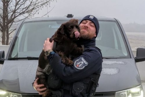 Leosia, służbowo nazywana Taxa, to niezwykły pies pracujący w gdyńskiej policji, specjalizujący się w wykrywaniu zapachu materiałów wybuchowych. (fot. Komenda Miejska Policji w Gdyni)