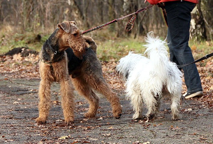 Jesienny spacer na smyczy dwóch psów z właścicielami 
