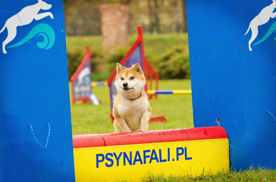 Psie Fikołki 11.10.2014