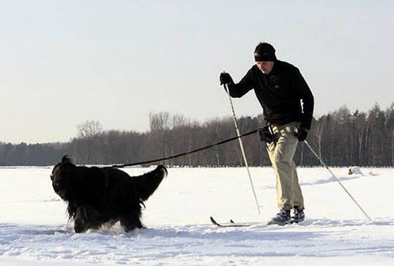 Właściciel z psem podczas SKIJORINGU 