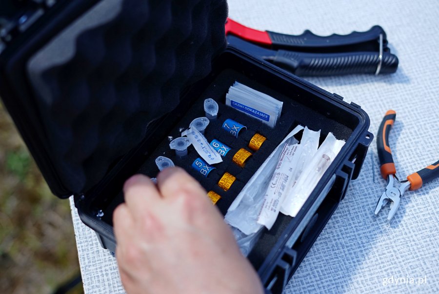 Obrączkowanie młodych sokołów z komina elektrociepłowni w Gdyni, fot. Kamil Złoch