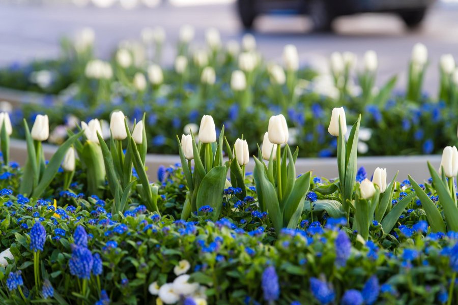 Wiosenna kompozycja na ul. Świętojańskiej (fot. Paweł Budziński)