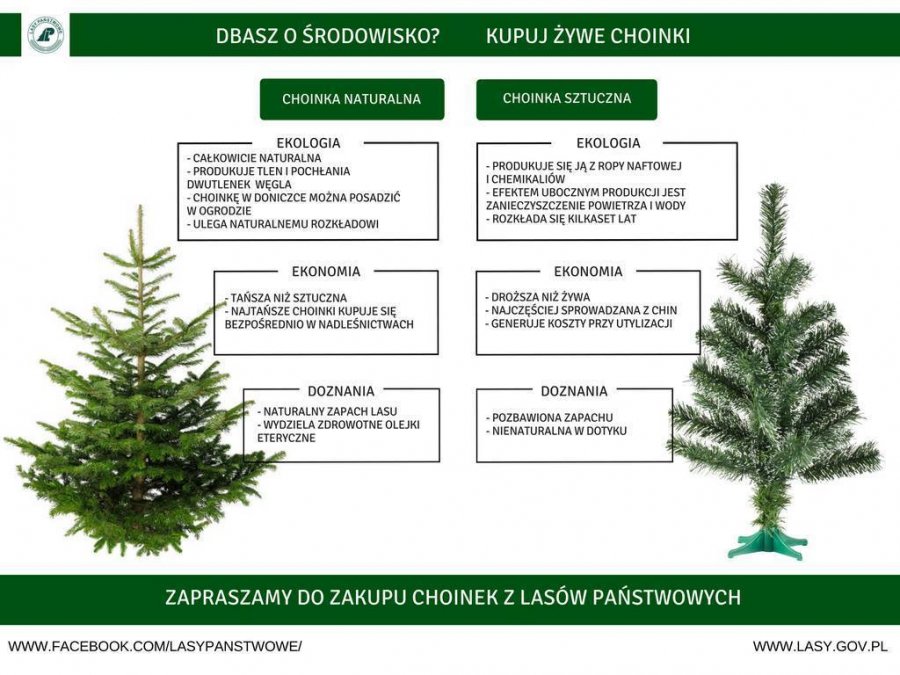Choinka naturalna jest zdrowsza, tańsza i ulega naturalnemu rozkładowi // fot. Lasy Państwowe