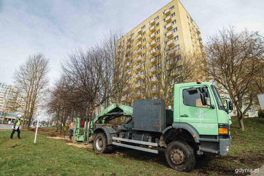 Przesadzanie drzew z ulicy Chwarznieńskiej na Witominie, fot. Kamil Złoch