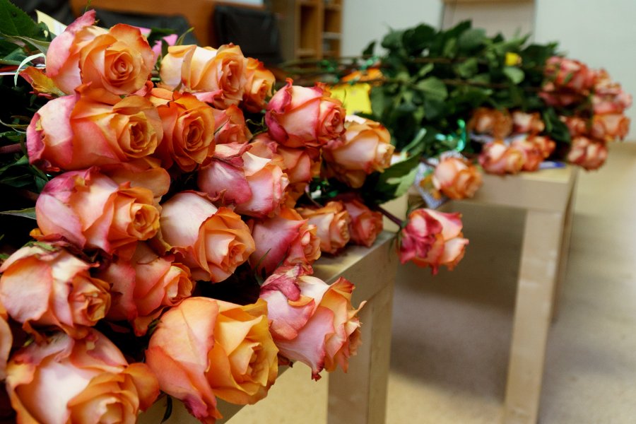 Akcja "Róża od św. Walentego" // fot. Aleksander Trafas, Laboratorium Innowacji Społecznych