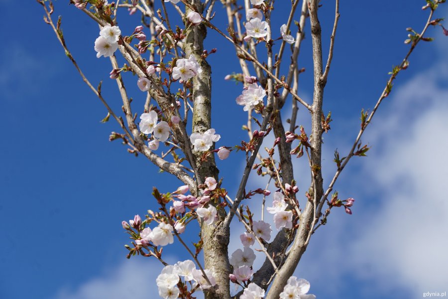 Kwitnąca wiśnia piłkowana przy Alei Jana Pawła II