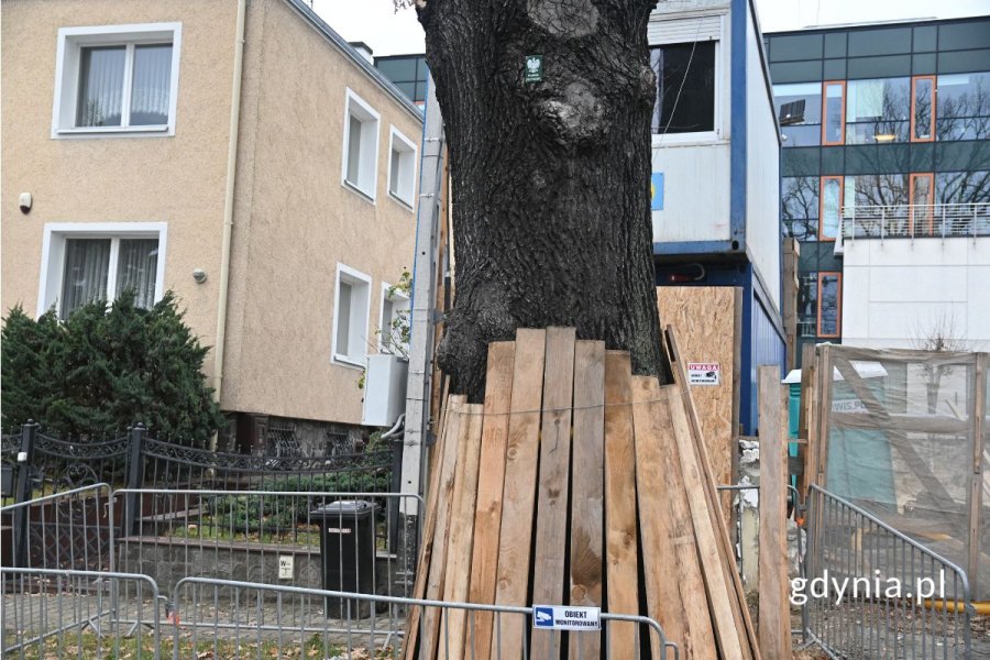 Drzewo otoczone otuliną z desek widziane na tle budynków