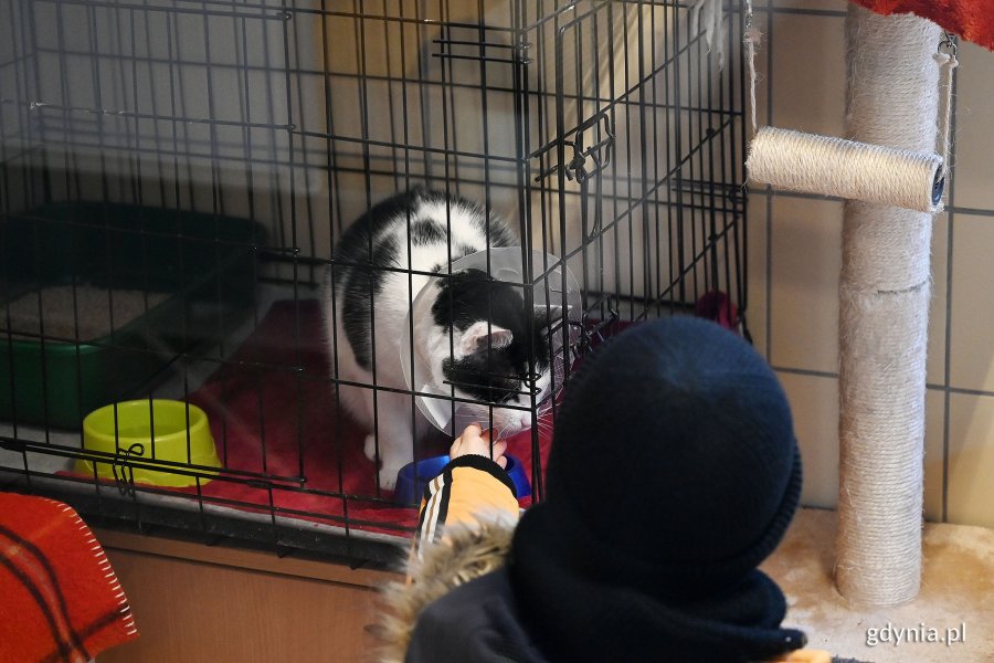 Aktualnie w schronisku przebywa około 160 kotów, z czego gotowych do adopcji jest na ten moment 80//fot. Michał Puszczewicz