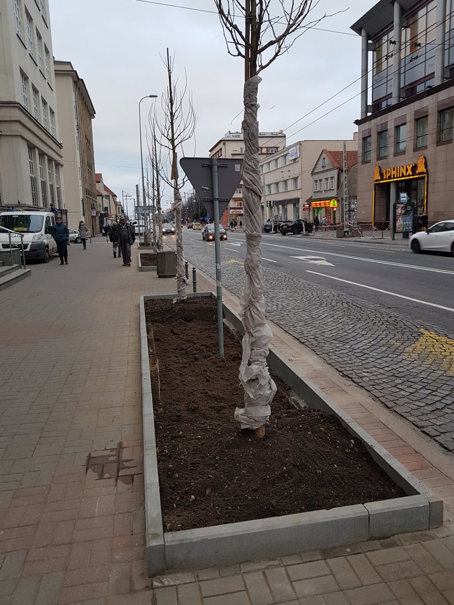 Prace przy sadzeniu nowych drzew