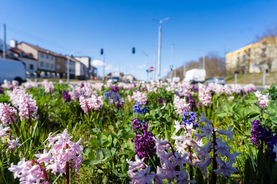 Wiosenne kwiaty w Gdyni