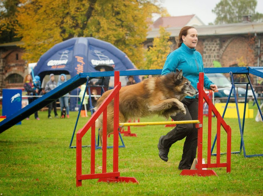 Psie Fikołki 11.10.2014