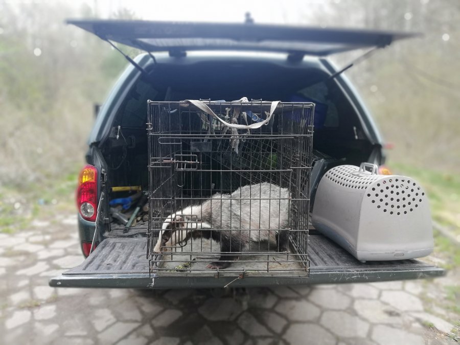 Funkcjonariusze Ekopatrolu Straży Miejskiej w Gdyni bezpiecznie przewożą borsuki do ich naturalnego środowiska - do lasu. / fot. Straż Miejska w Gdyni