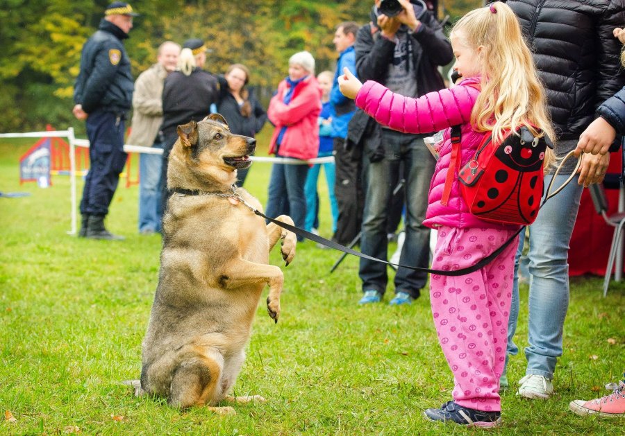 Psie Fikołki 11.10.2014