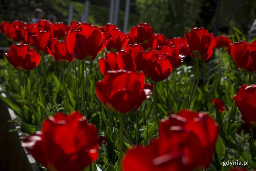 Tulipany w ogrodzie sensorycznym Parku Centralnego. Fot. Przemysław Kozłowski