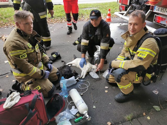 Gdyńskich strażacy uratowali z płonącego mieszkania dwa koty. // fot. st. kpt Paweł Gil, Komenda Miejska Państwowej Straży Pożarnej w Gdyni