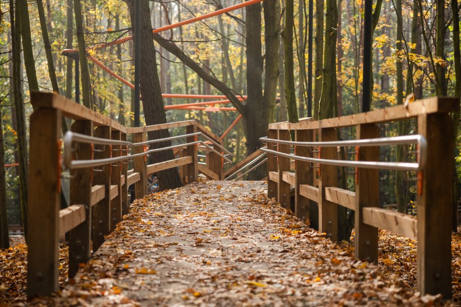 Park leśny na Oksywiu // fot. Karol Stańczak 