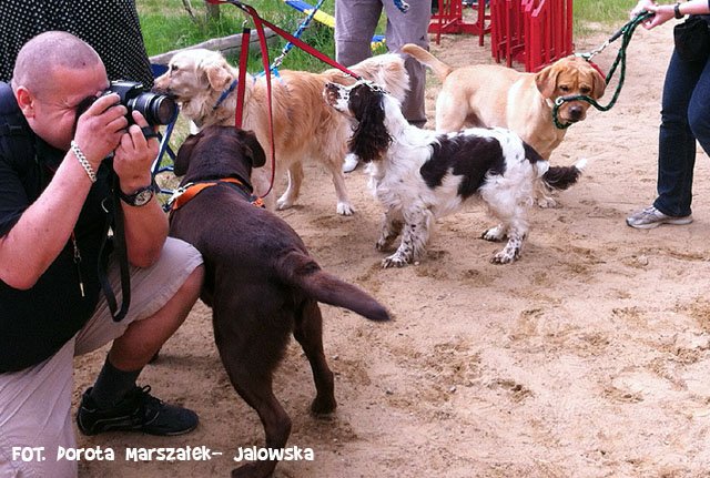 Psie fikołki - festyn edukacyjny "Pies w wielkim mieście" 13.05.2012