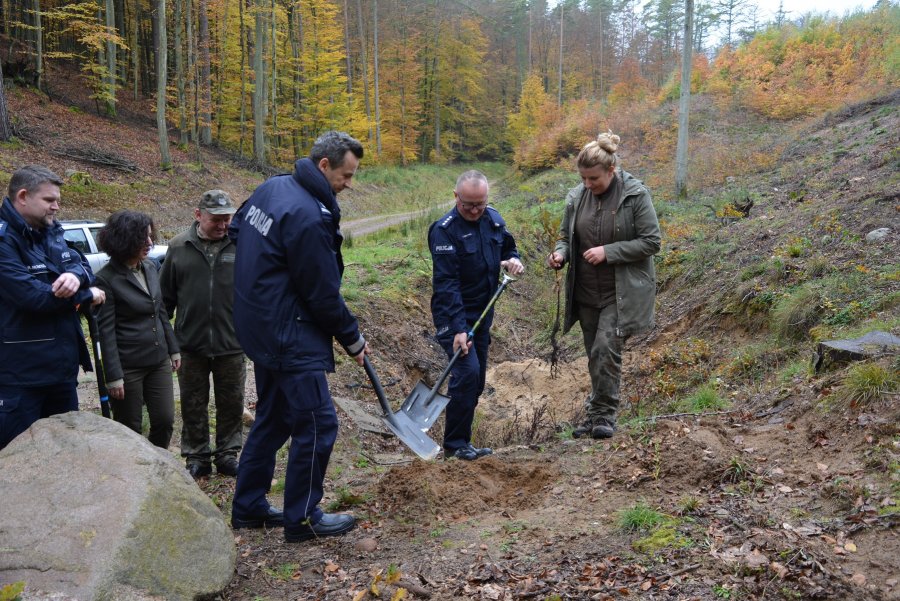 W Marszewie posadzono 100 dębów na 100-lecie Policji  // fot. KMP w Gdyni