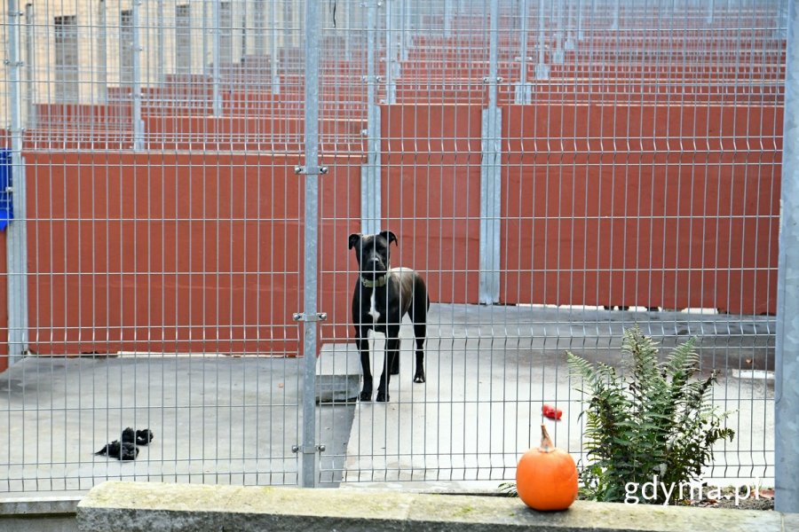 Jeden z psich podopiecznych „Ciapkowa” na wybiegu zewnętrznym przed boksem 