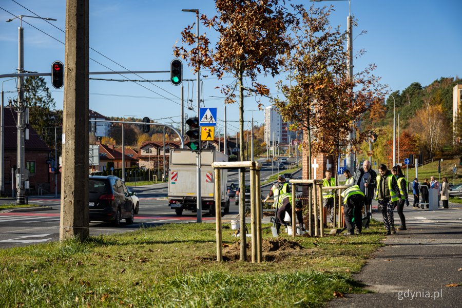 Nasadzenia nowych drzew przy ul. Wielkopolskiej i ul. Chwaszczyńskiej (fot. Kamil Złoch)