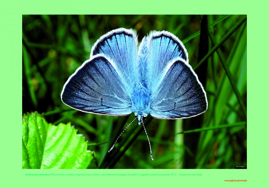 Niebieski motyl na źdźble trawy.