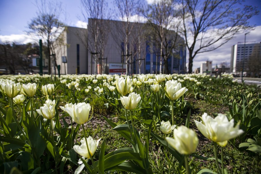 Tulipany przy Teatrze Muzycznym