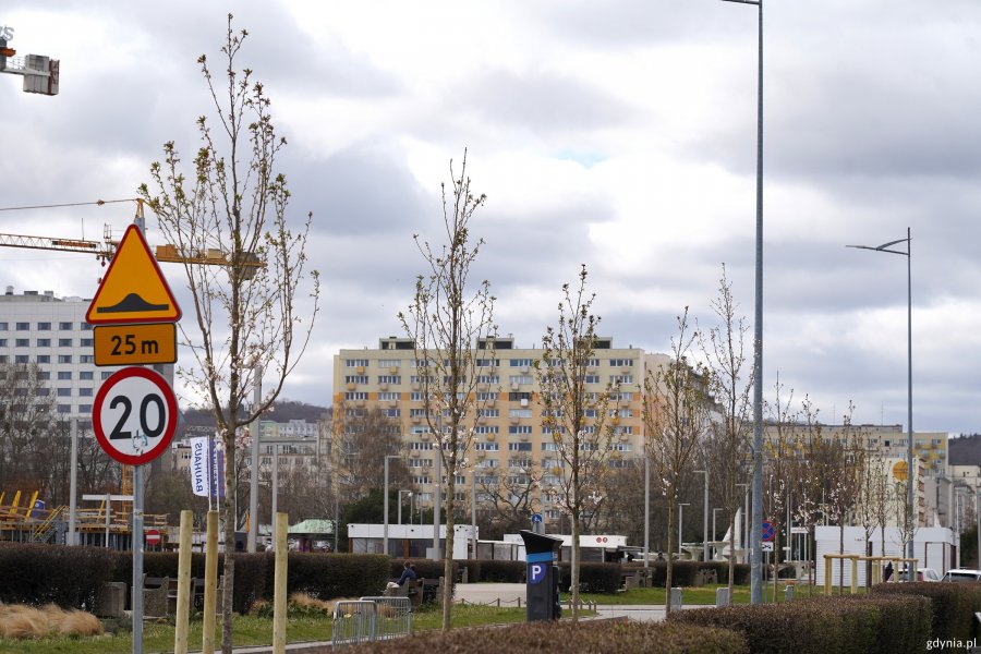 Świeżo posadzone wiśnie wzdłuż Alei Jana Pawła II