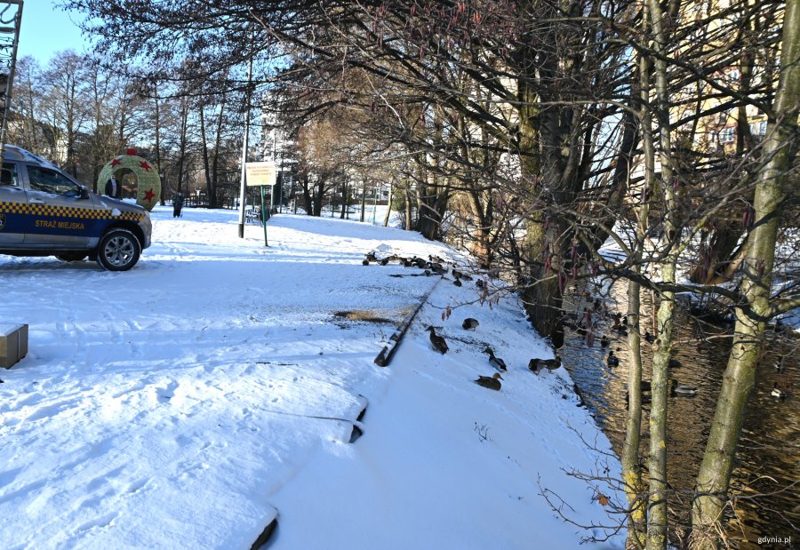 Kaczki nad brzegiem rzeki