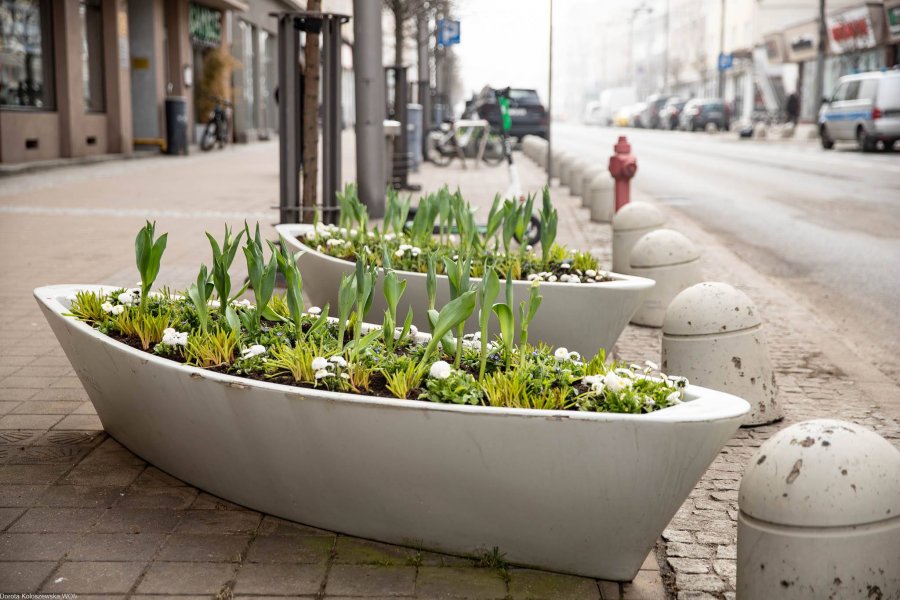 Gdyńskie kwietniki w kształcie ł&oacute;dek zapełniły się wiosennymi kwiatami (materiały Wydziału Ogrodnika Miasta)