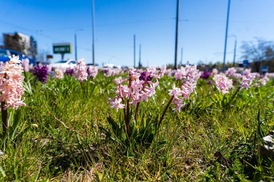 Wiosenne kwiaty w Gdyni