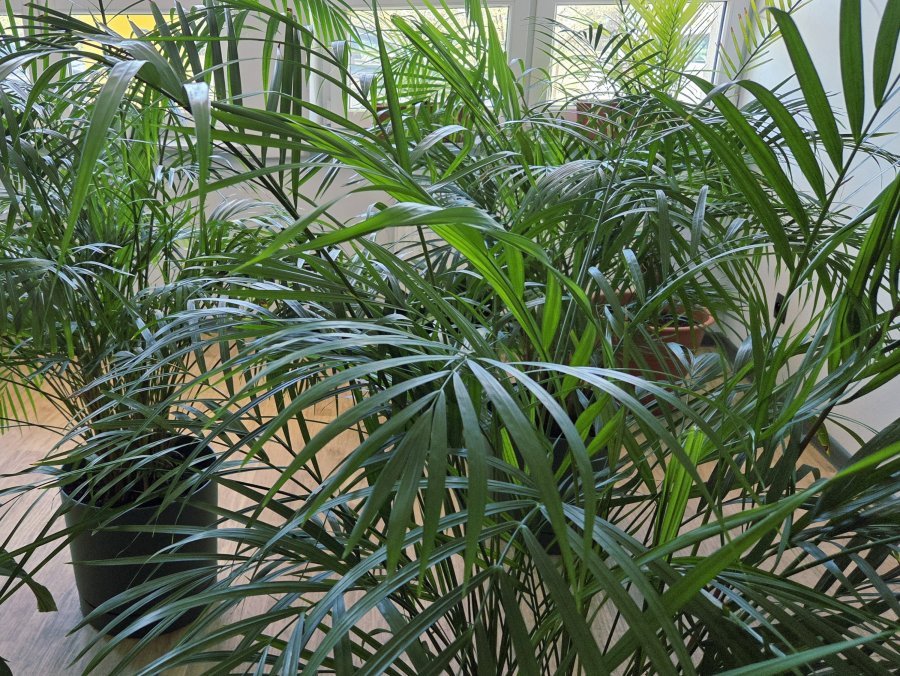 Najbardziej kapryśne są palmy i to ich jest najwięcej w hotelu i szpitalu dla roślin